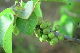 Image result for Ficus abutilifolia