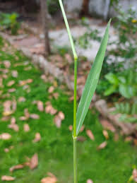 Image result for Eriochloa procera