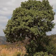 Image result for Maytenus