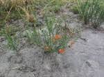 Image result for Nesaea passerinoides