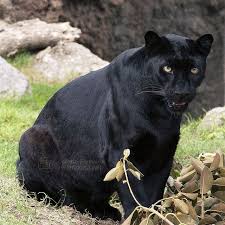 Pin On Animals Wild Cats