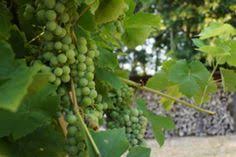 Weinreben Schneiden So Wird S Gemacht Wein Garten Weintrauben Pflanzen Pflanzen