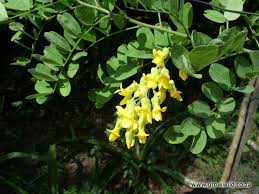 Image result for Calpurnia aurea