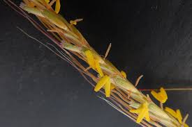 Image result for Trachypogon