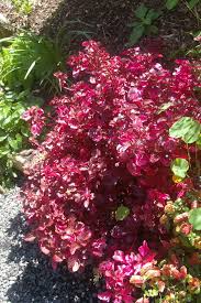 Image result for Iresine