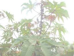 Sante Et Bien Etre Comment Accelerer La Poussee Des Cheveux Plant Leaves Plants Leaves