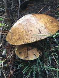 Image result for Suillus wasatchicus