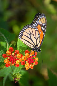 Flowers That Attract Butterflies Butterfly Garden Flowers Hgtv Butterfly Garden Birth Month Flowers Month Flowers