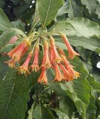 Image result for Iochroma