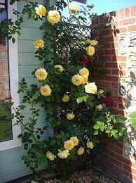 Teasing Georgia David Austin Rose Yellow Climbing Rose Climbing Roses Climbing Roses Trellis