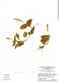 Image result for Justicia fittonioides