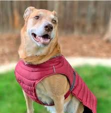 Our store also offers grooming, training, adoptions, veterinary and curbside pickup. Unique Pet Products Accessories For Dogs Cats Pet Stop Store