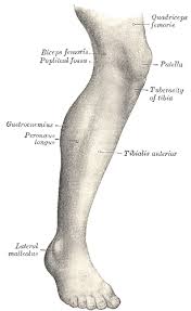 When you stand or walk, all the weight of your upper body rests on them. Human Leg Wikipedia