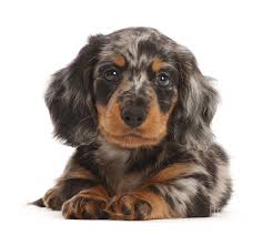 He's super friendly and loves everyone he meets! Long Haired Dapple Dachshund Puppy Photograph By Warren Photographic