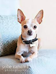 Pet Photography Perros Chihuahua Fotos De Perros Chihuahua Perros Chiguagua