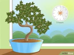 Simple Ways To Revive A Bonsai Tree 13 Steps With Pictures
