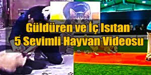 Davut Diyen Kedi Haberleri