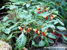 Image result for Impatiens niamniamensis