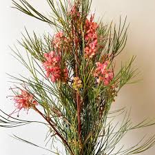 Image result for Grevillea