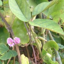 Image result for Galactia striata