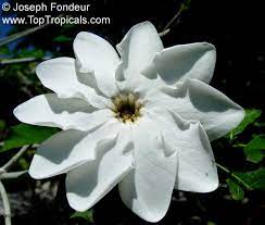 A gardenia bouquet is perhaps one of the most elegant of all and you can grow your own flowers for a wonderful fragrant and elegant bouquet. Gardenia Thunbergia Gardenia Verticillata Gardenia Speciosa White Gardenia Forest Gardenia Wild Gardenia Toptropicals Com