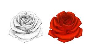 Image result for rose