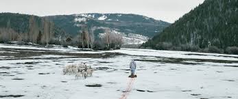 Résultat de recherche d'images pour "wind river film"