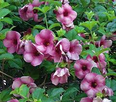 Image result for Allamanda