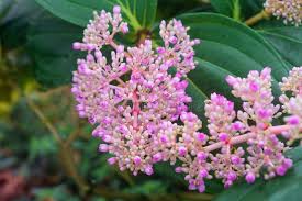 Image result for Medinilla myriantha