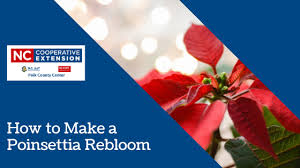 After christmas, poinsettia care is all about providing a growing environment that suits the plant for indoor growth and longevity. How To Make A Poinsettia Rebloom North Carolina Cooperative Extension