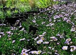 Image result for Eriosema vanderystii