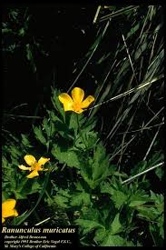 Image result for Pycreus muricatus