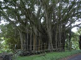 Image result for F kus Ficus