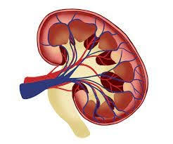Aast Kidney Injury Scale | Radiology Reference Article | Radiopaedia.Org