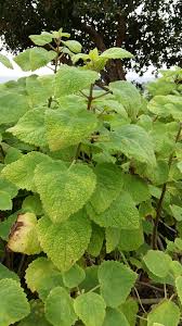 Image result for Tetradenia