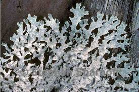 Image result for Xerophyta squarrosa