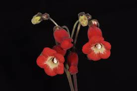 Sinningia Helioana Zurich Botanical Gardens Botanischer Garten Zurich Botanical Gardens Botanical African Violets