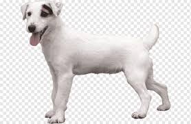 Oči tvaru mandle jsou malé, tmavé a jiskrné s bystrým. Jack Russell Terrier Parson Russell Terrier Miniature Fox Terrier Puppy West Highland White Terrier Puppy Animals Carnivoran Dog Like Mammal Png Pngwing
