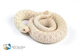 Maybe you would like to learn more about one of these? Our Heterodon Nacisus Western Hognose Snake Collection Ires Reptiles