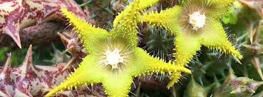 Image result for Orbea dummeri