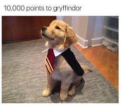 Your daily dose of fun! These Are The Best Harry Potter Memes Ever Time