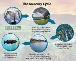 Mercury Impacts To The Environment