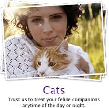 New britain veterinary clinic is a full time animal veterinary clinic for dogs and cats with a mission to excel in animal wellness & cure by providing preventive, medical and surgical services in a warm animal and people friendly facility. Animal Hospital Fresno Ca Fresno Pet Er
