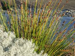 Image result for Ficinia