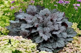 Browse new zealand's largest garden centres. Terra Nova Adds Rust Resistant Heucherellas Greenhouse Management