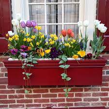 However, it is extremely expensive. 24 Window Box Flower Ideas What Flowers To Plant In Window Boxes Apartment Therapy