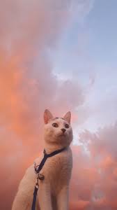 Burnil Burun Damlasi Kedi