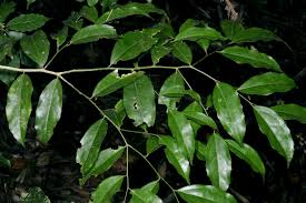 Image result for Drypetes gerrardii