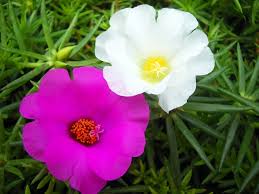 Four o?clock flowers grow and bloom abundantly in the summer garden. 9 O Clock Flower Plant Care Benefits Trinjal Com