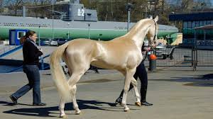 We did not find results for: This Rare And Beautiful Breed Of Horse Has A Stunning Coat Youtube